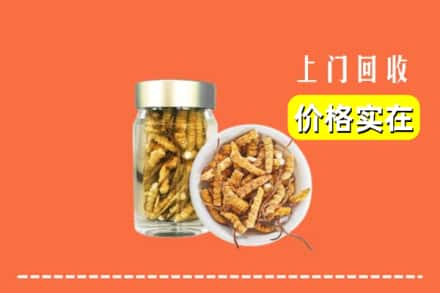 温州永嘉县回收散虫草