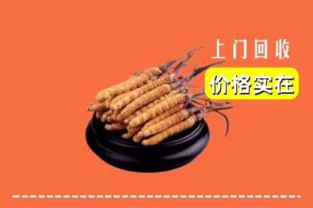 温州永嘉县回收冬虫夏草